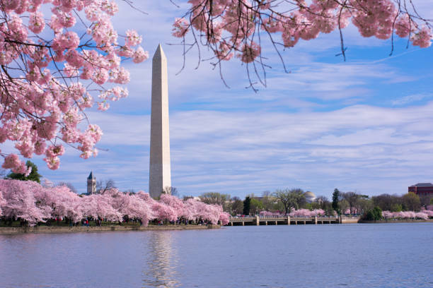 Washington Monument Cherry Blossoms Washington Monument framed with cherry blossoms. Spring in Washington, D.C. at the Tidal Basin. national monument stock pictures, royalty-free photos & images