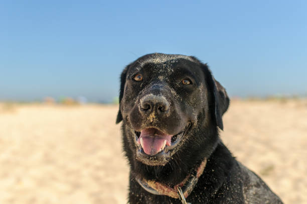 istock Black labrador dog playing on the beach 1216054914