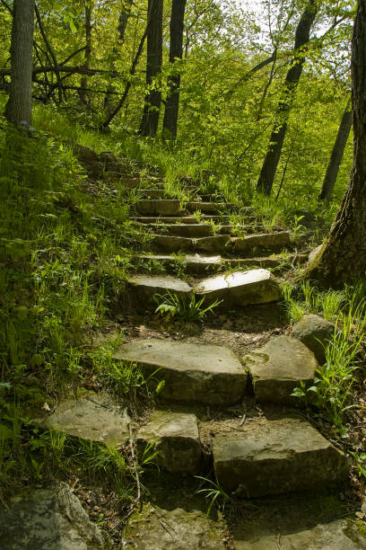 istock Rugged Trail Steps in the Woods 1216054946