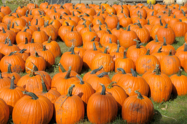 istock Field of Pumpkins Ready to be Picked 1216054974