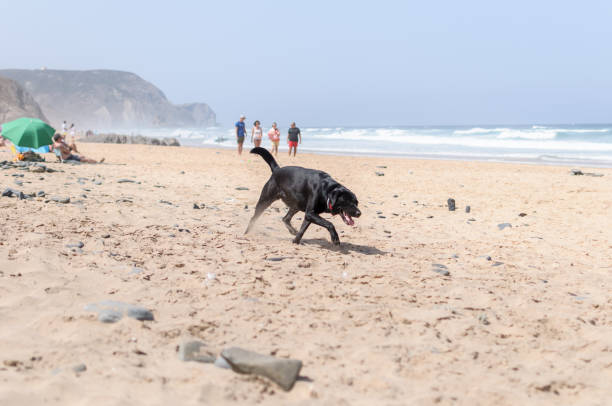 istock Black labrador dog playing on the beach 1216055096