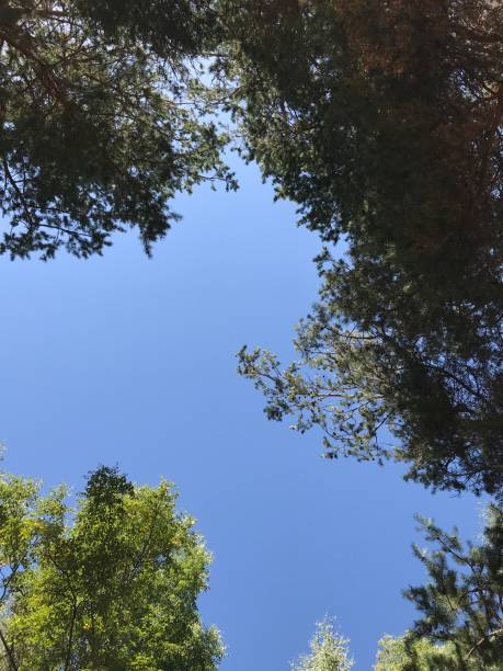 istock Clear sky through the branches of trees 1216055908