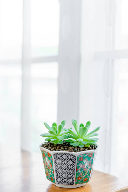 Close up Echeveria elegans Mexican showball succulents in ceramic pot on table