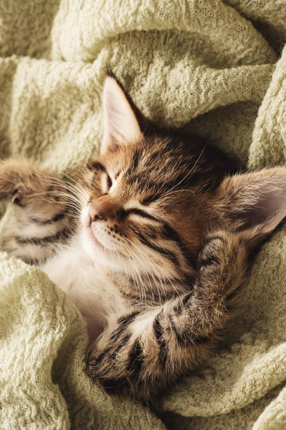 istock Kitten closed in towel warm sleepy small white 1216056959