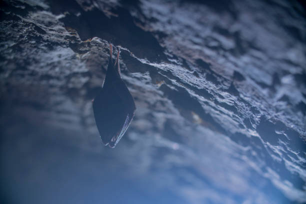 istock Close up small sleeping horseshoe bat covered by wings, hanging upside down on top of cold natural rock cave while hibernating. 1216057627