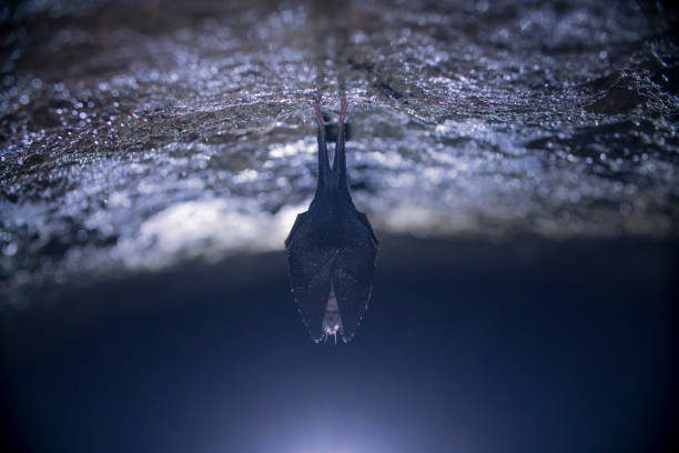 Close up small sleeping horseshoe bat covered by wings, hanging upside down on top of cold natural rock cave while hibernating.