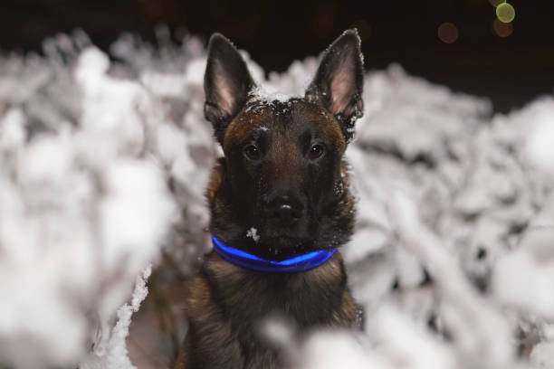 das porträt eines seriösen belgischen schäferhundes malinois posiert nachts in verschneiten büschen mit blauem led-kragen - young animal nature outdoors branch stock-fotos und bilder