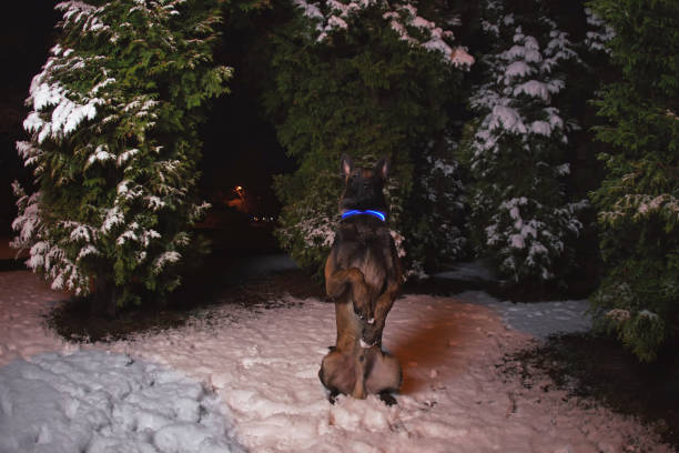 istock Serious Belgian Shepherd dog Malinois with a blue LED collar posing at night sitting on a snow on its back legs 1216057754