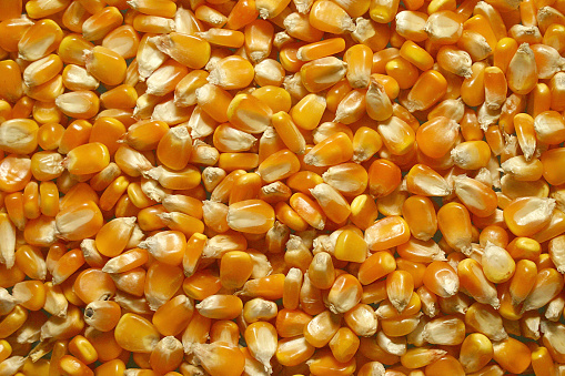 closeup of grain of corn