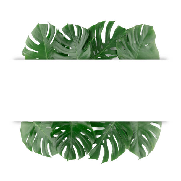istock Green monstera leaves on white background isolated 1216058756