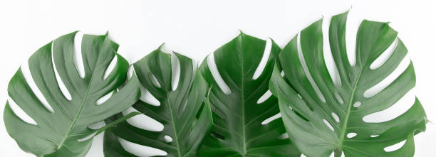 istock Green monstera botanical border isolated on white 1216058757