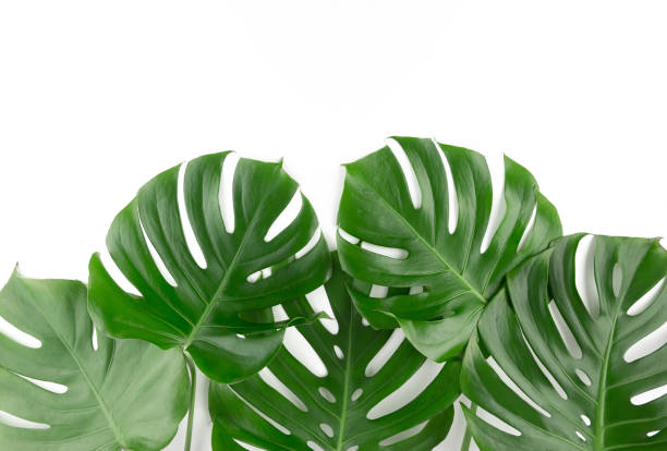 istock Green monstera leaves on white background isolated 1216058758