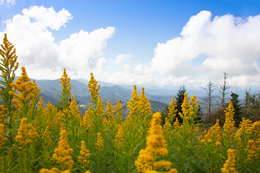 Goldenrod wildflowers in the foreground of a beautiful mountain landscape on Round Bald in the Roan Highlands of North Carolina