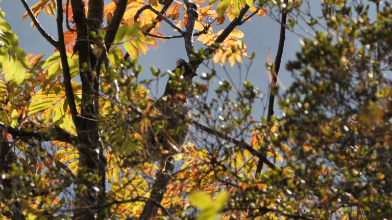 Hazel grouse (Tetrastes bonasia) - Altai nature reserve