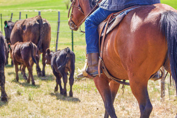 cattle drive - working horse stock-fotos und bilder