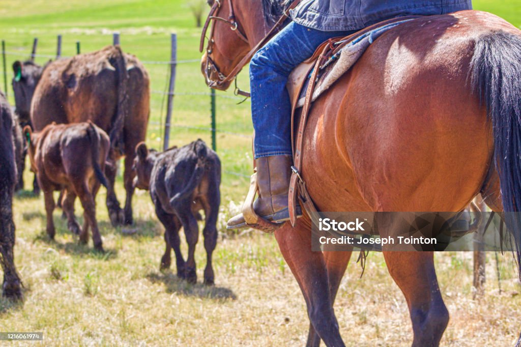 Cattle Drive Cowboy herding cattle on horseback at a ranch in Northern Colorado. Rancher Stock Photo