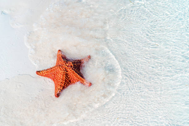 istock Tropical white sand with red starfish in clear water 1216062087