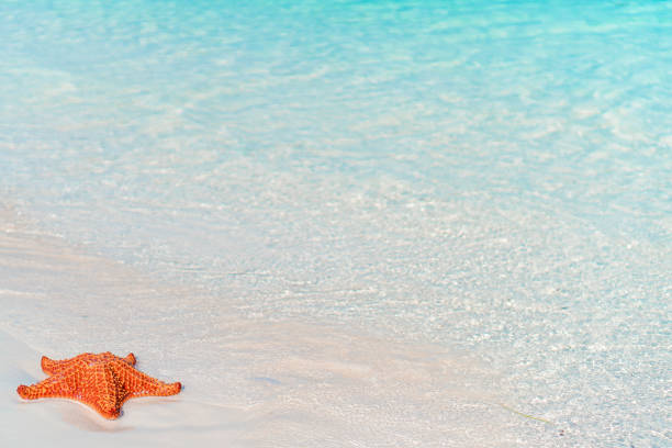 Caribbean tropical beach with a beautiful red starfish on white sand