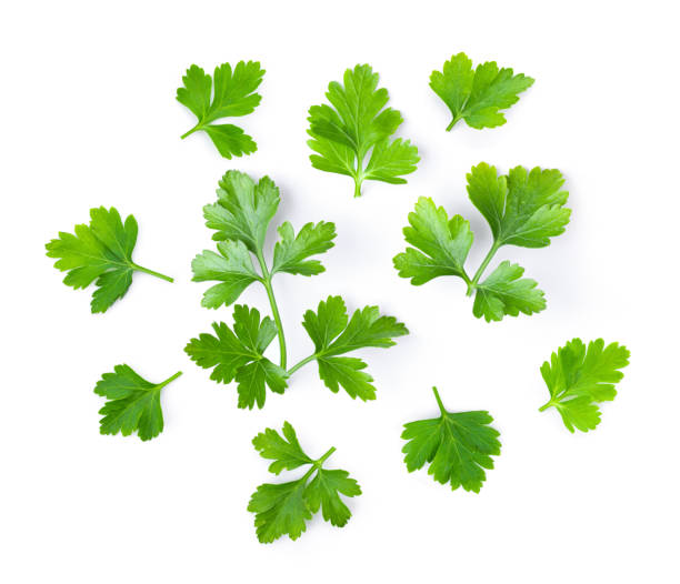 istock fresh parsley herb isolated on white background 1216063227