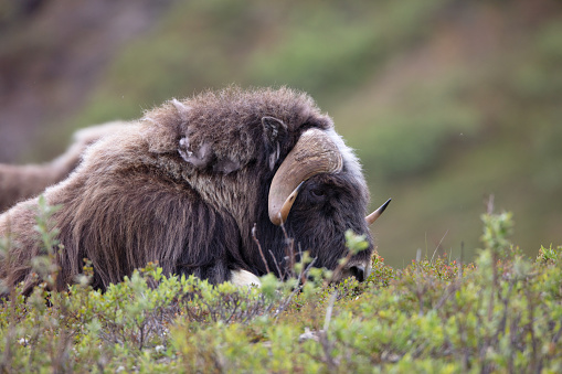 A large Muskox (Ovibos moschatus) grazes on the tundra of Nome, Alaska during the summer