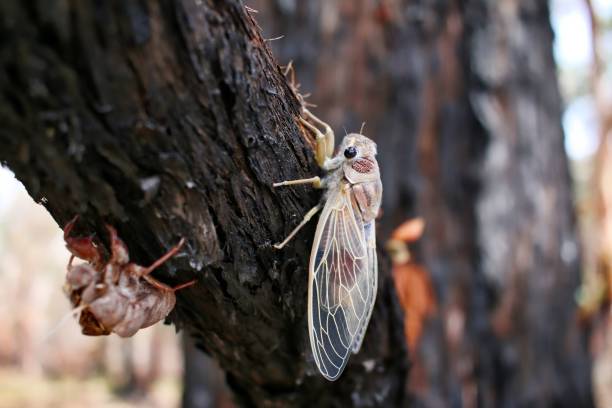 Baby Cicada Drying It's Wings, Queensland, Australia stock photo