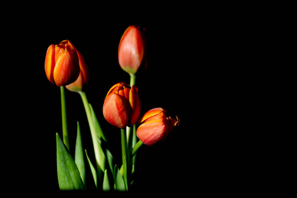 istock Orange & Yellow Tulip 1216066158
