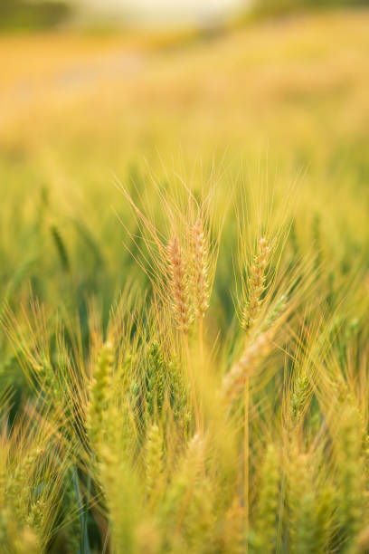 istock Golden wheat field in summer. 1216066207