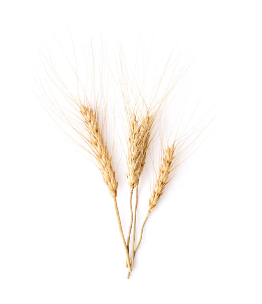istock barley grains isolated on white background 1216066256