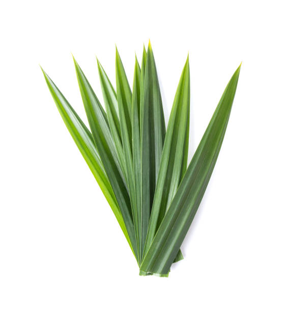 istock Fresh green pandan leaves isolated on white background 1216066268