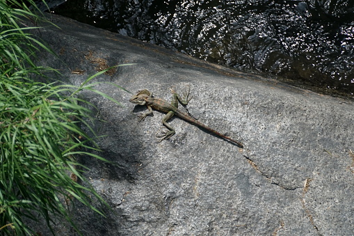 Jesus lizard on a rock at the side of a river near Santa Rosa, in the Intag Valley, Ecuador