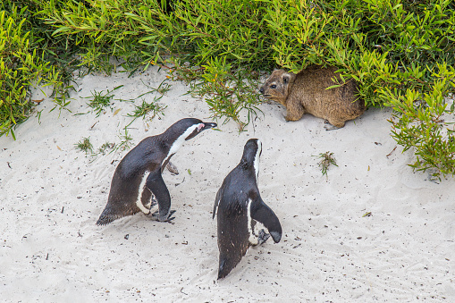 A Cape hyrax cowers as a pair of curious penguins look it over at Boulders Beach in Simonstown, South Africa.