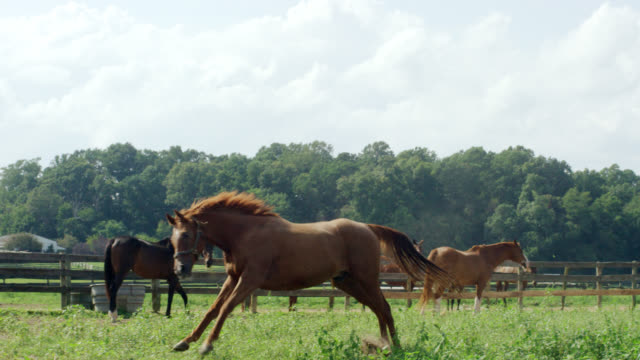 Slow Motion Shot of a Horse Running and Frolicking in a Green, Fenced-In Pasture on a Farm on a Sunny Morning