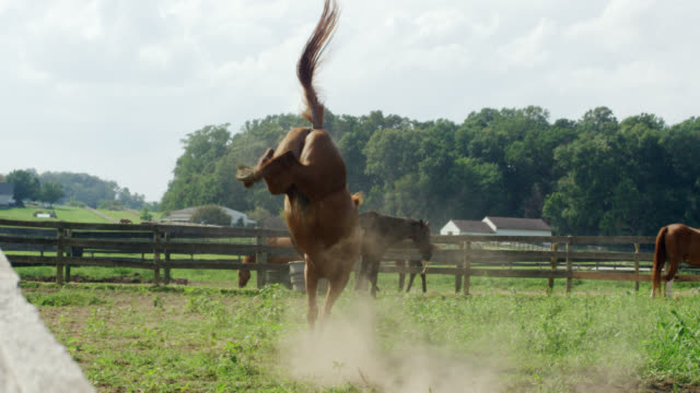 Slow Motion Shot of a Horse Running, Frolicking, and Bucking in a Green, Fenced-In Pasture on a Farm on a Sunny Morning