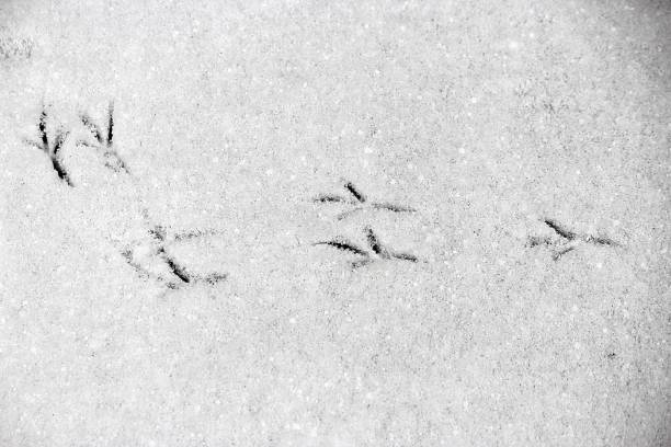 istock Bird Tracks in the Snow 1216070137