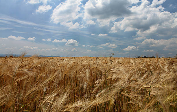 Champ de blé - Photo