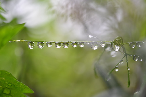 Close up spiderweb on leaf with droplets