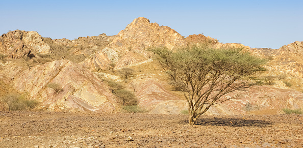 An umbrella thorn acacia growing on a gravel plain in the A'Tuwawah area of the Sultanate of Oman, against a backdrop of colorful geological formations.