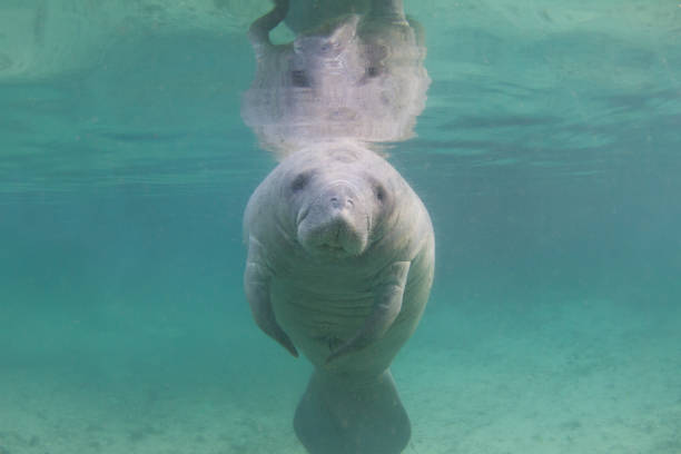 Underwater View of Florida Manatee Underwater view of a solo manatee at the Three Sisters Spring in Crystal River, Florida manatus stock pictures, royalty-free photos & images