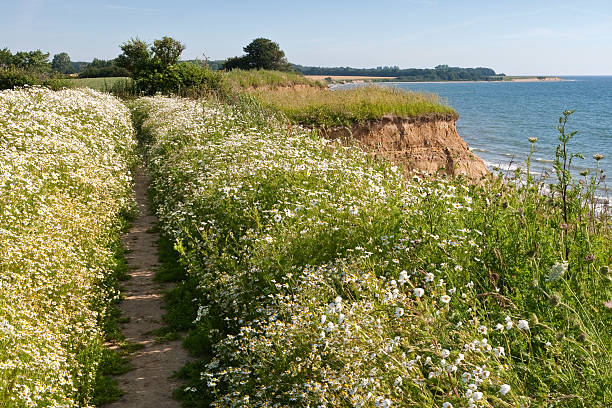 istock Marguerite at the Coast 121607414