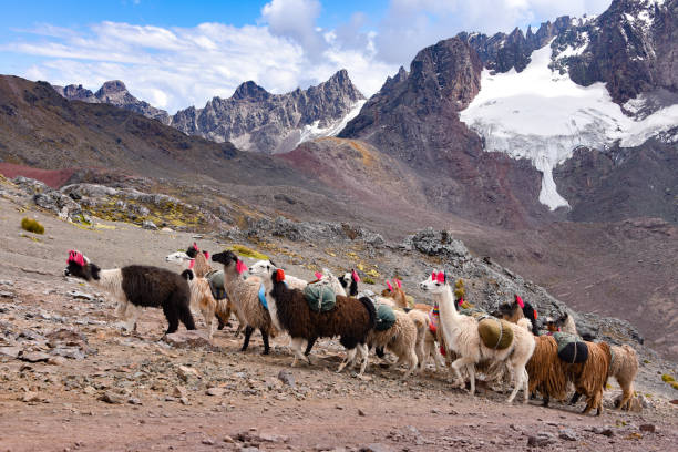 istock Llama pack in Cordillera Vilcanota, Ausangate, Cusco, Peru 1216076855