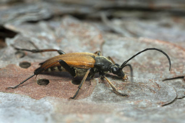 istock The longhorn beetle Leptura pubescens on pine bark 1216077418