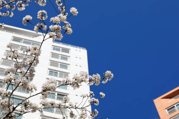 istock cherry blossoms and apartments 1216079832