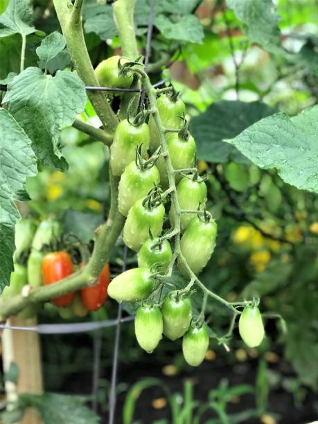 Green, oblong-shaped tomato cluster hanging supported by tomato cage. Beautiful, unripe tomato twig in the foreground and red ripening in the background. All bathed in rain. tomato cages stock pictures, royalty-free photos & images