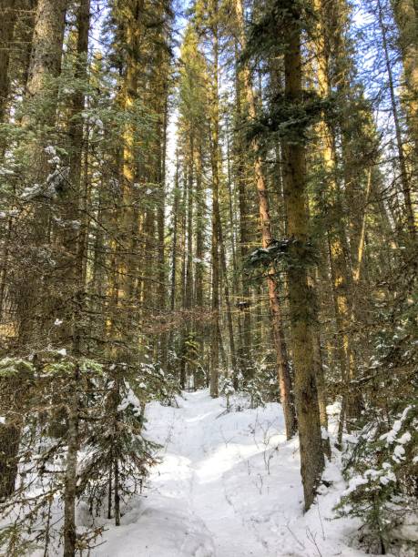 istock A scenic trail through the forest covered in freshly fallen white snow 1216080998