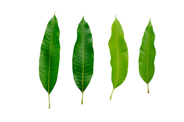 istock Green Mango leaves Isolated On White / clipping path 1216081948