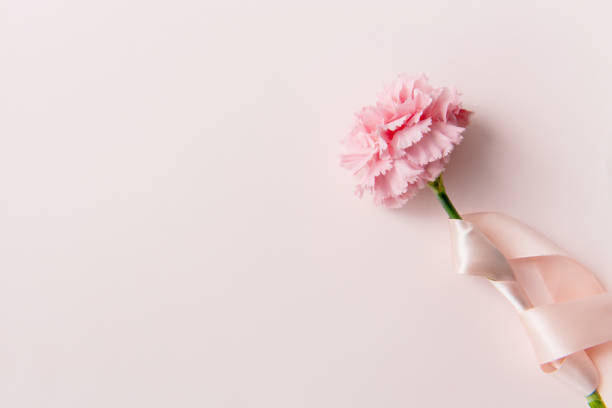 Carnation Carnation on the pink background carnation flower photos stock pictures, royalty-free photos & images