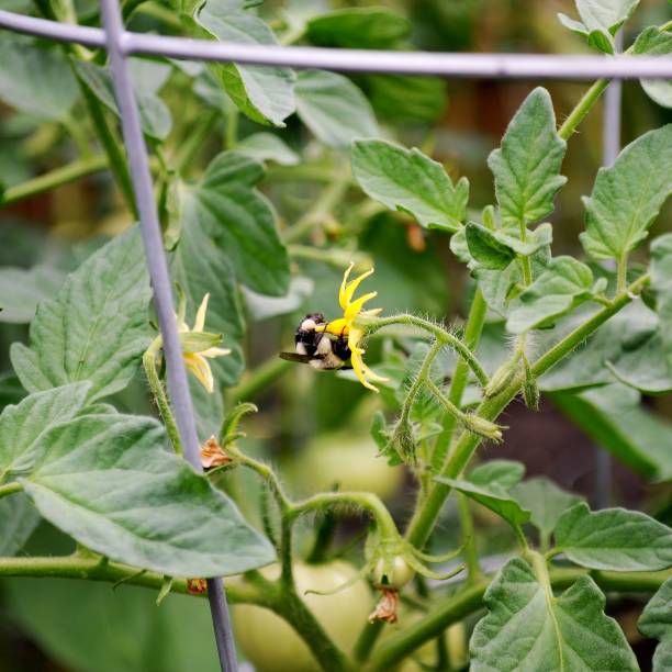 Bumblebee pollinating tomato flower. Bumblebee on beefsteak tomato flower. Wire cage support a big tomato bush. tomato cages stock pictures, royalty-free photos & images