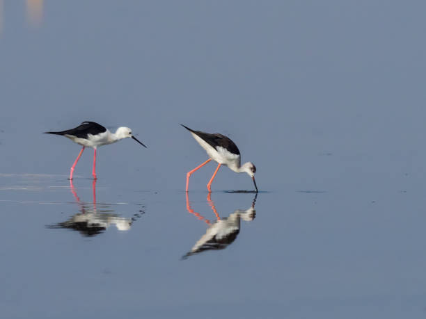 istock Black-winged Stilt (Himantopus himantopus) and reflection in water 1216083647
