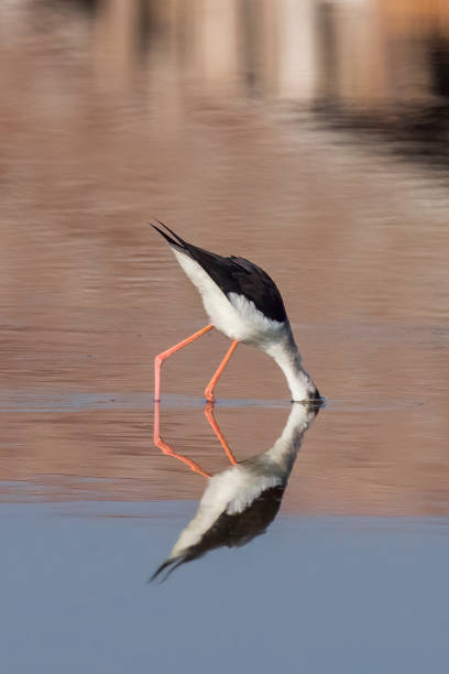 istock Black-winged Stilt (Himantopus himantopus) and reflection in water 1216083758
