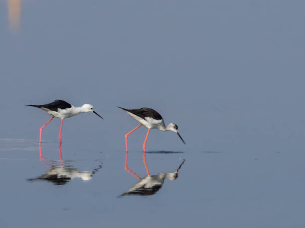 istock Black-winged Stilt (Himantopus himantopus) and reflection in water 1216084015